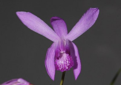 Bletilla striata.