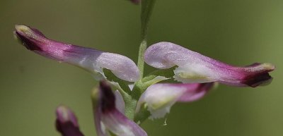 Fumaria spec. close-up.