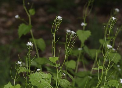 Alliaria petiolata.