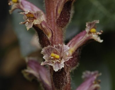 Orobanche hederae. Close-up.