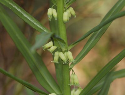 Polygonatum verticillatum.