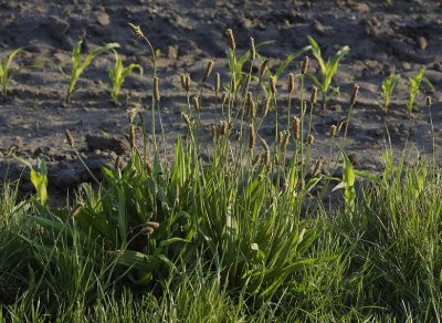 Plantago lanceolata.