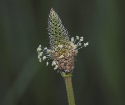 Plantago lanceolata. Close-up.