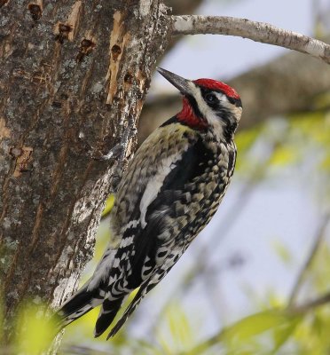 yelllowbellied_sapsucker