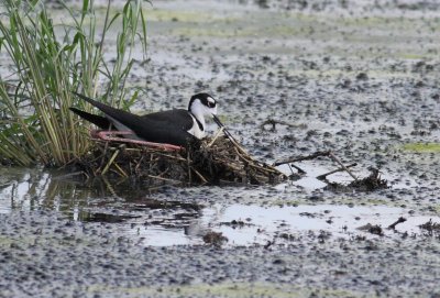Black-necked Stilt - Hornsby Bend