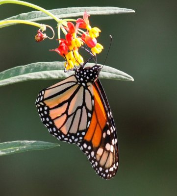 butterfly_6848_1387x1536.jpg