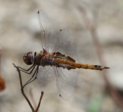 dragonfly_w_spots