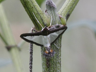 Moths - Hornsby Bend 2012-10-6