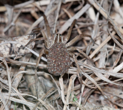 Wolf Spider with babies