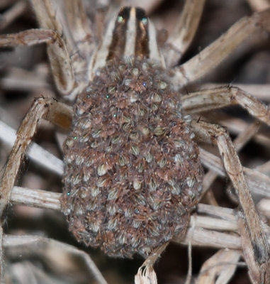 Wolf Spider with babies