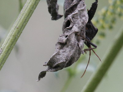 Moths - Hornsby Bend 2012-10-6