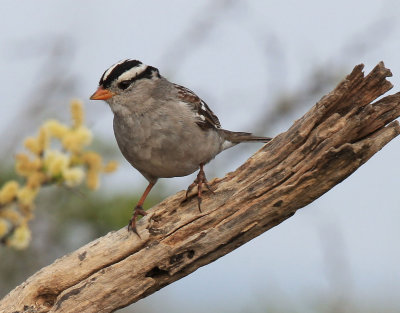 falcon_dam_state_park