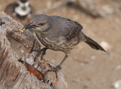 curved-bill thrasher.jpg