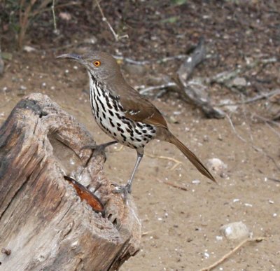 long-billed thrasher.jpg