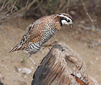 bobwhite.jpg