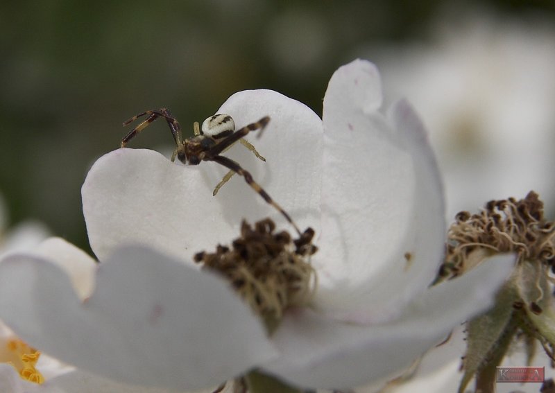 Bee hunter spider