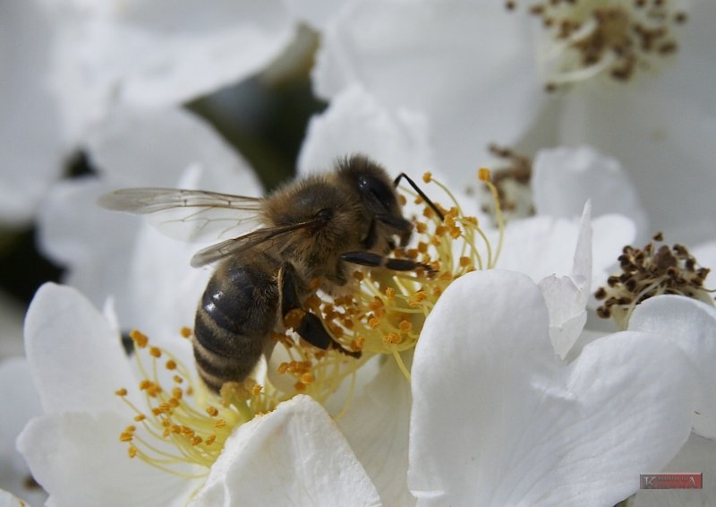 Bee_5115-2.jpg