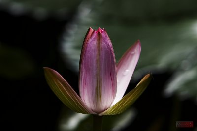 Water-lily_8425_01.jpg