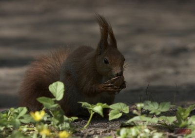 Squirrel - 3686-1.jpg