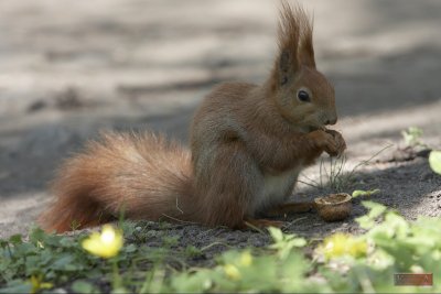 Squirrel - 3695.jpg