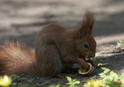 Squirrel - 3699-1.jpg