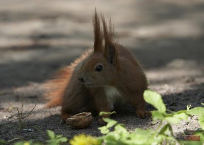 Squirrel - 3710-2.jpg