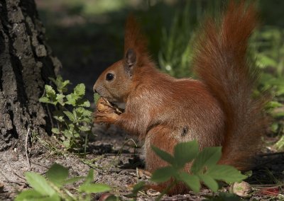 Squirrel - 3715-2.jpg