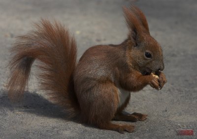 Squirrel - 3839-1.jpg