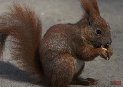 Squirrel - 3839-3.jpg
