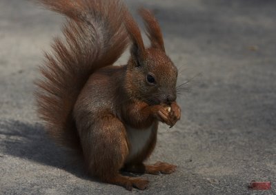 Squirrel - 3840-4.jpg