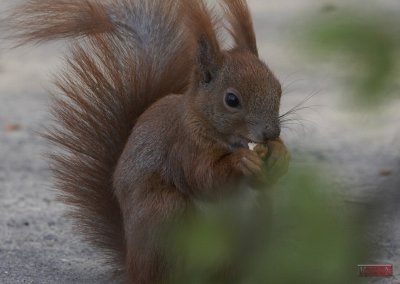 Squirrel - 3842-3.jpg