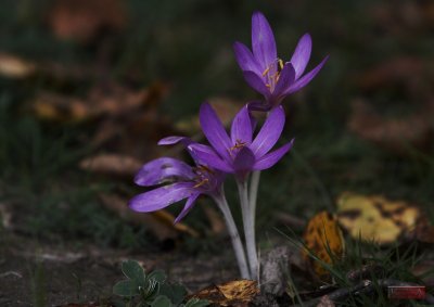 Wild Flowers