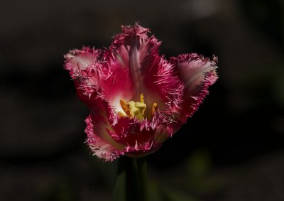 Tulip - 3893-1.jpg