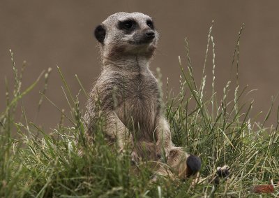 ZOO - Budapest, Hungary