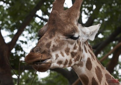 Giraffe_5739-1.jpg