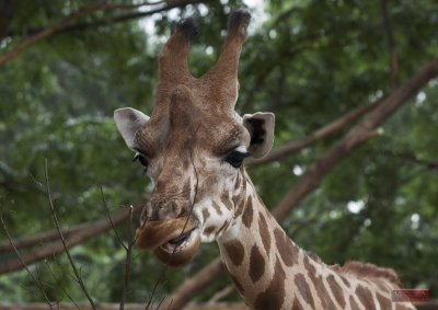 Giraffe_5745.jpg