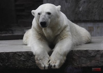 Polar Bear_5800-1.jpg