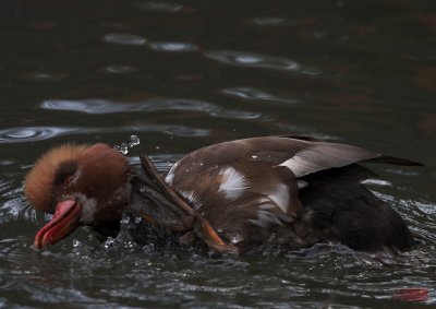 Bathing Duck_5882-1.jpg