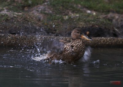 Bathing Duck_5893-1.jpg