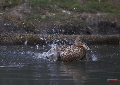 Bathing Duck_5895.jpg