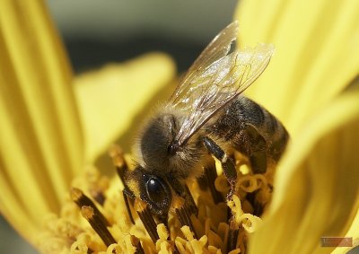 Bee