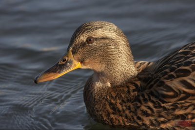 Wild duck? - Lake Balaton, Hungary