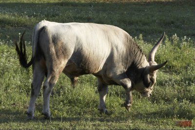 Magyar Szrke Marha - Hungarian Grey Cattle