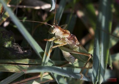Grasshopper - 8944-13.jpg