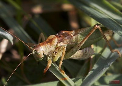 Grasshopper - 8945-2.jpg