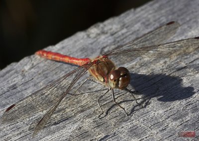Dragonfly - IMG_9296-12.jpg