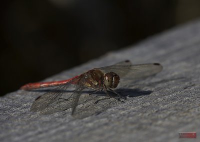 Dragonfly - IMG_9300-1.jpg