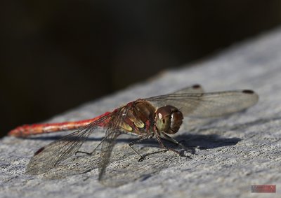 Dragonfly - IMG_9300-4.jpg