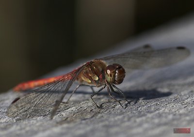 Dragonfly - IMG_9302-8.jpg