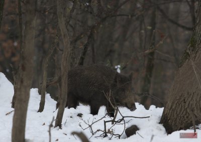 Wild boar - 9661.jpg